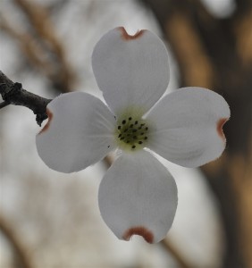 The Cross Flower